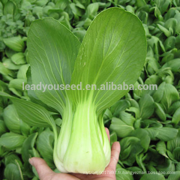 PK04 Xiaping f1 hybride haute qualité résistant à la chaleur pakchoi graines, graines de légumes hybrides